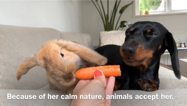 ダックスフンド,動画