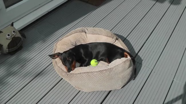 ダックスフンド,動画