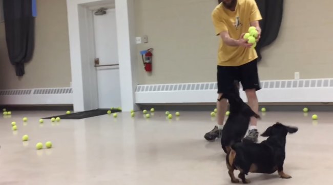 ダックスフンド,動画