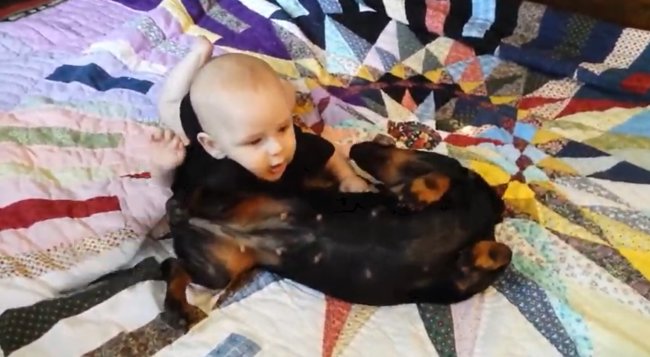 ダックスフンド,動画