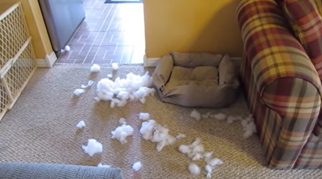 ダックスフンド,動画