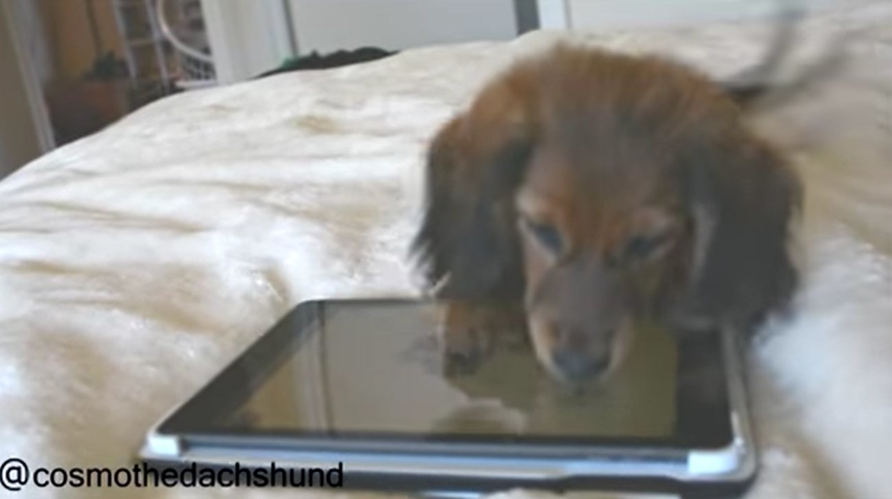 ダックスフンド,動画