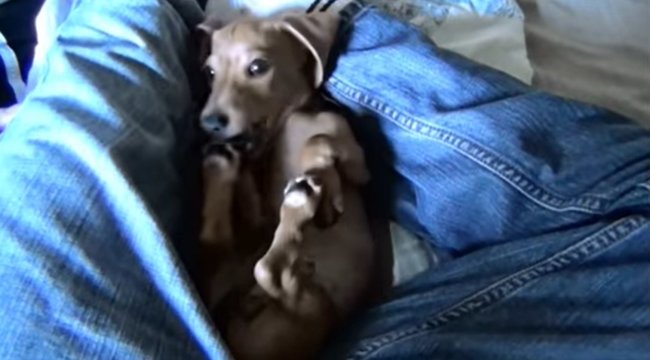 ダックスフンド,動画