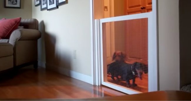 ダックスフンド,動画