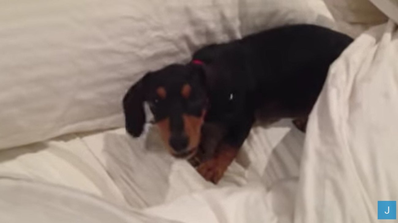 ダックスフンド,動画