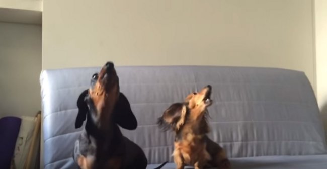 ダックスフンド,動画