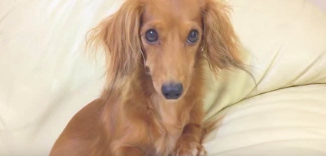 ダックスフンド,動画