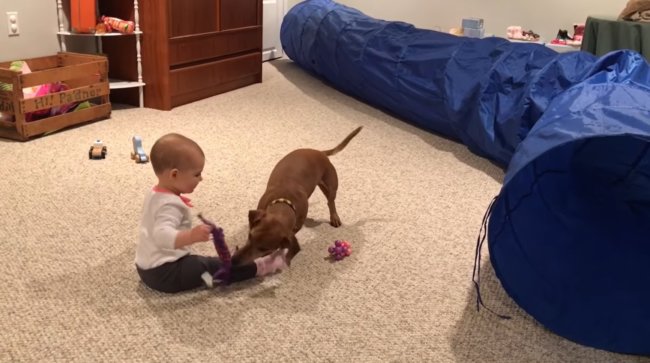 ダックスフンド,動画