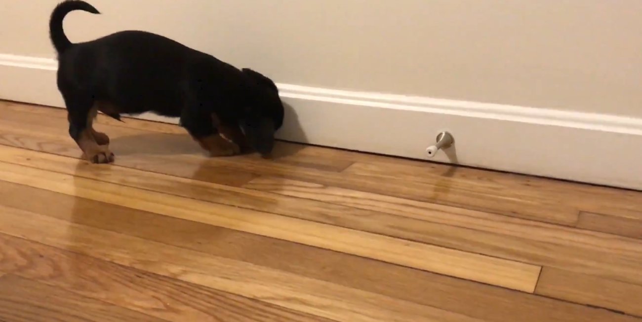 ダックスフンド,動画