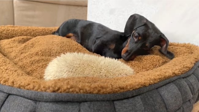 ダックスフンド,動画