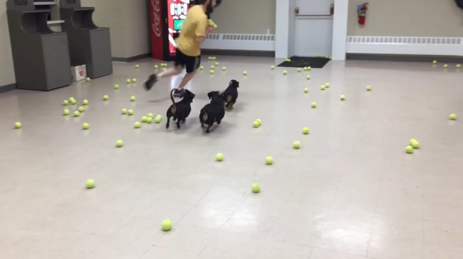 ダックスフンド,動画