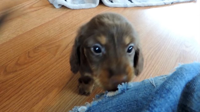 ダックスフンド,動画