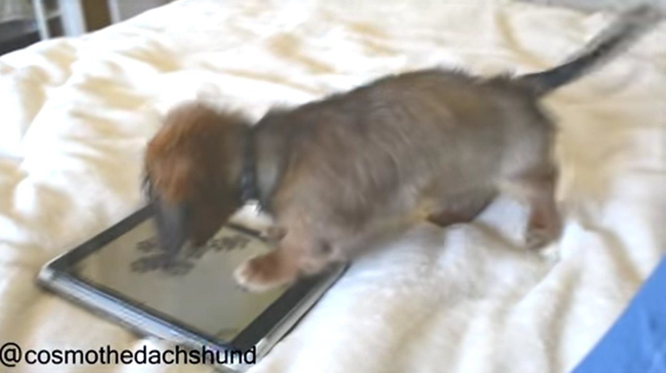 ダックスフンド,動画