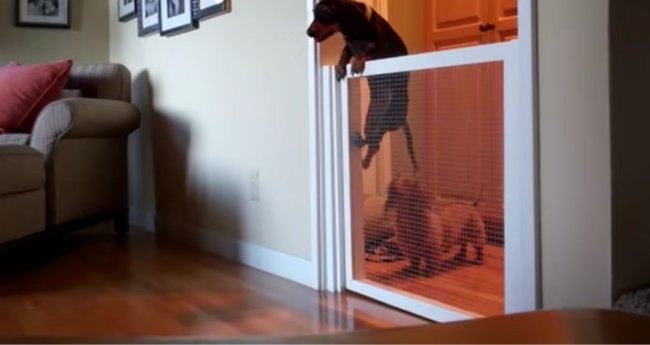 ダックスフンド,動画