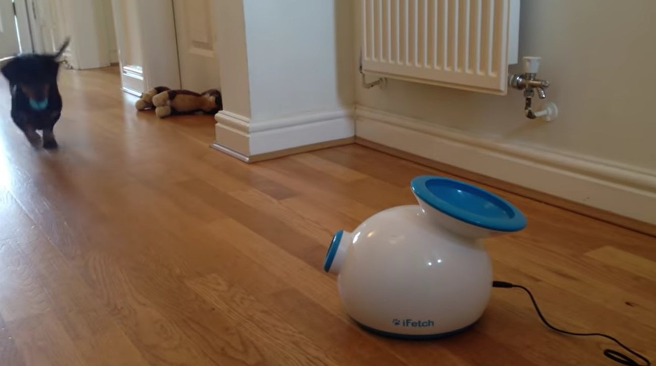 ダックスフンド,動画