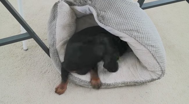 ダックスフンド,動画