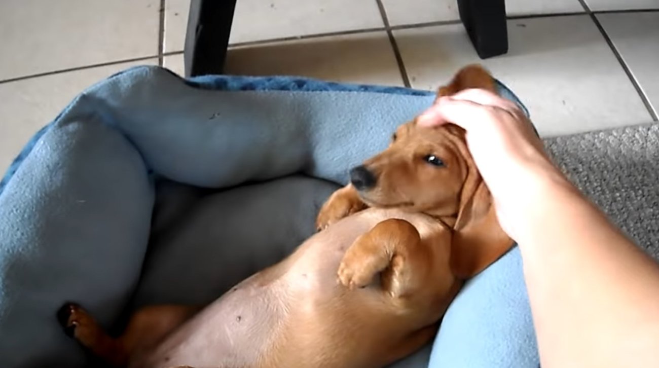 ダックスフンド,動画