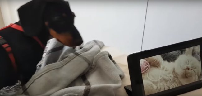 ダックスフンド,動画