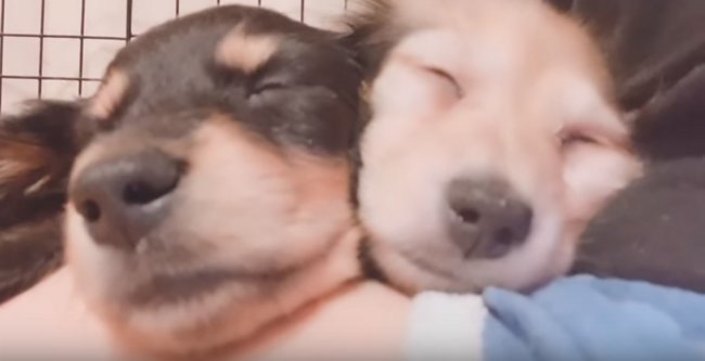 ダックスフンド,動画