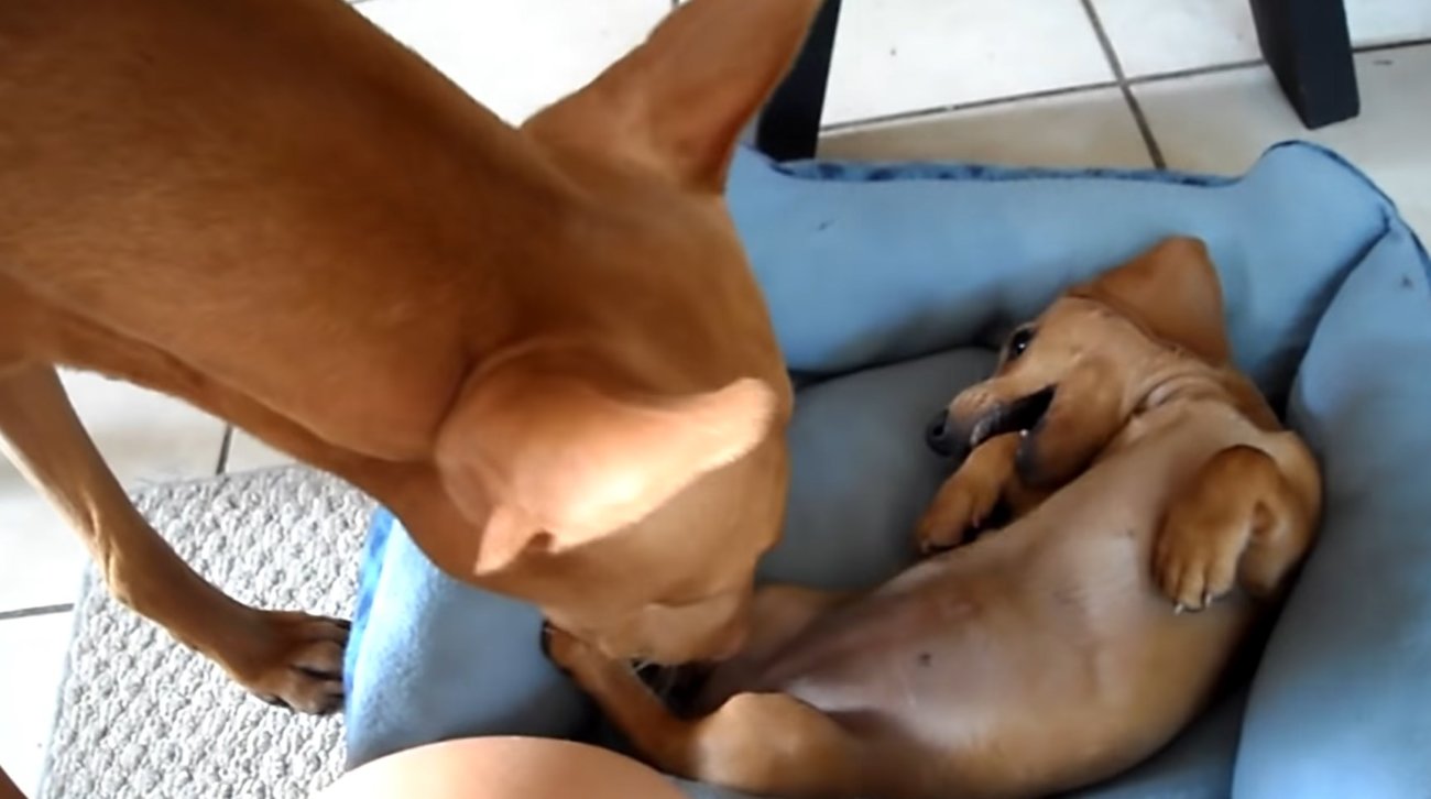 ダックスフンド,動画