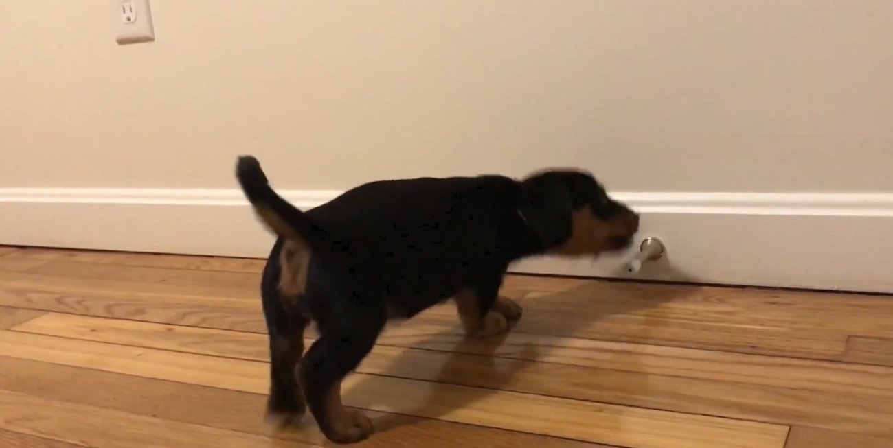 ダックスフンド,動画