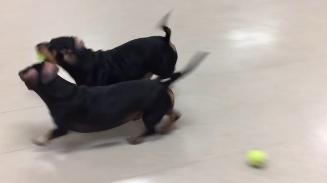 ダックスフンド,動画