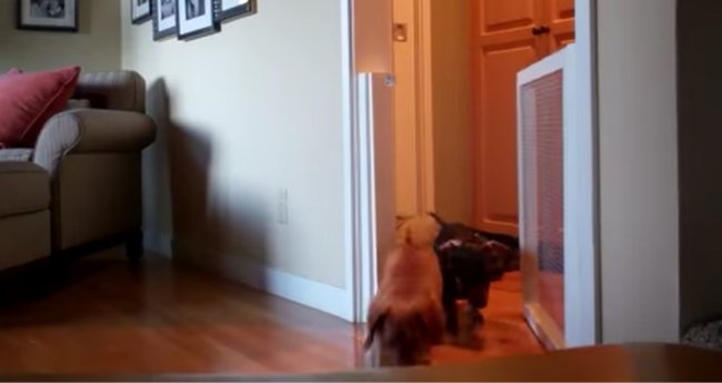 ダックスフンド,動画