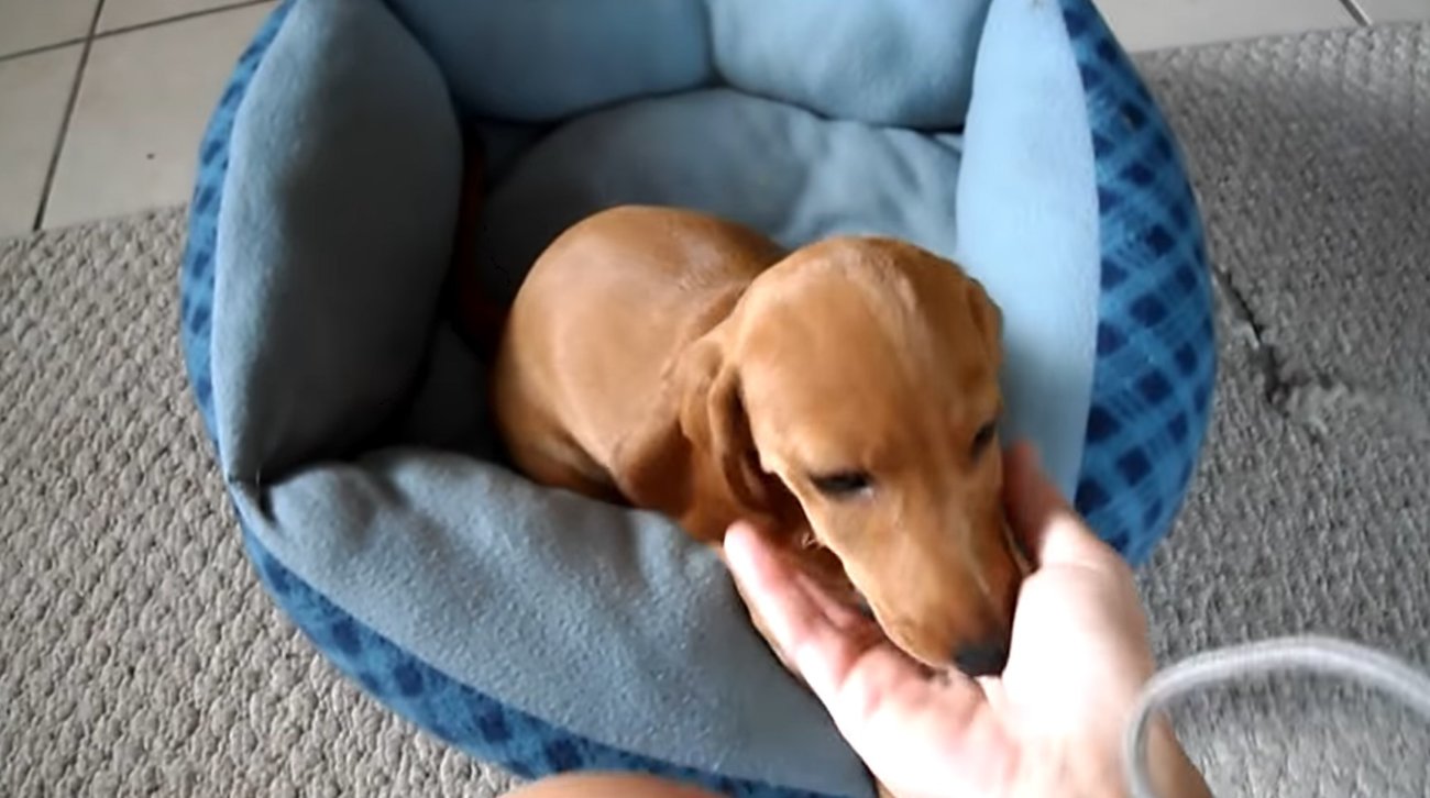 ダックスフンド,動画