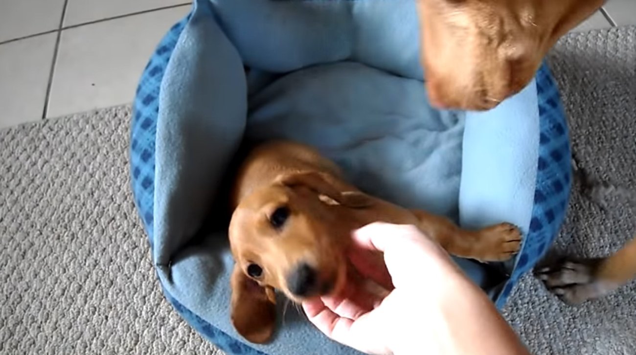 ダックスフンド,動画