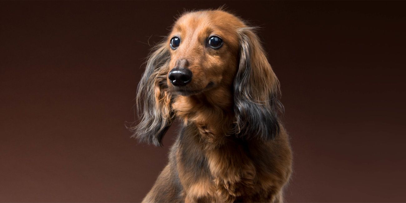 ダックスフンド