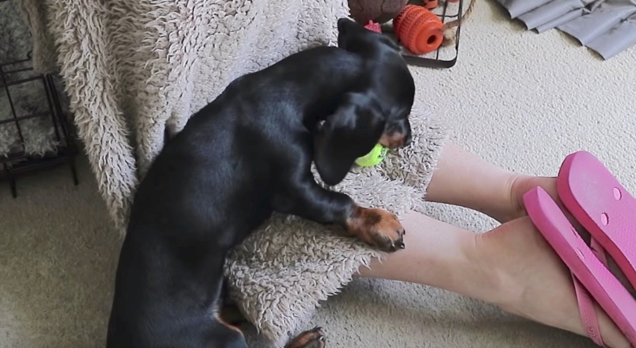 ダックスフンド