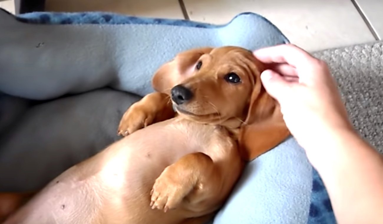 ダックスフンド,動画