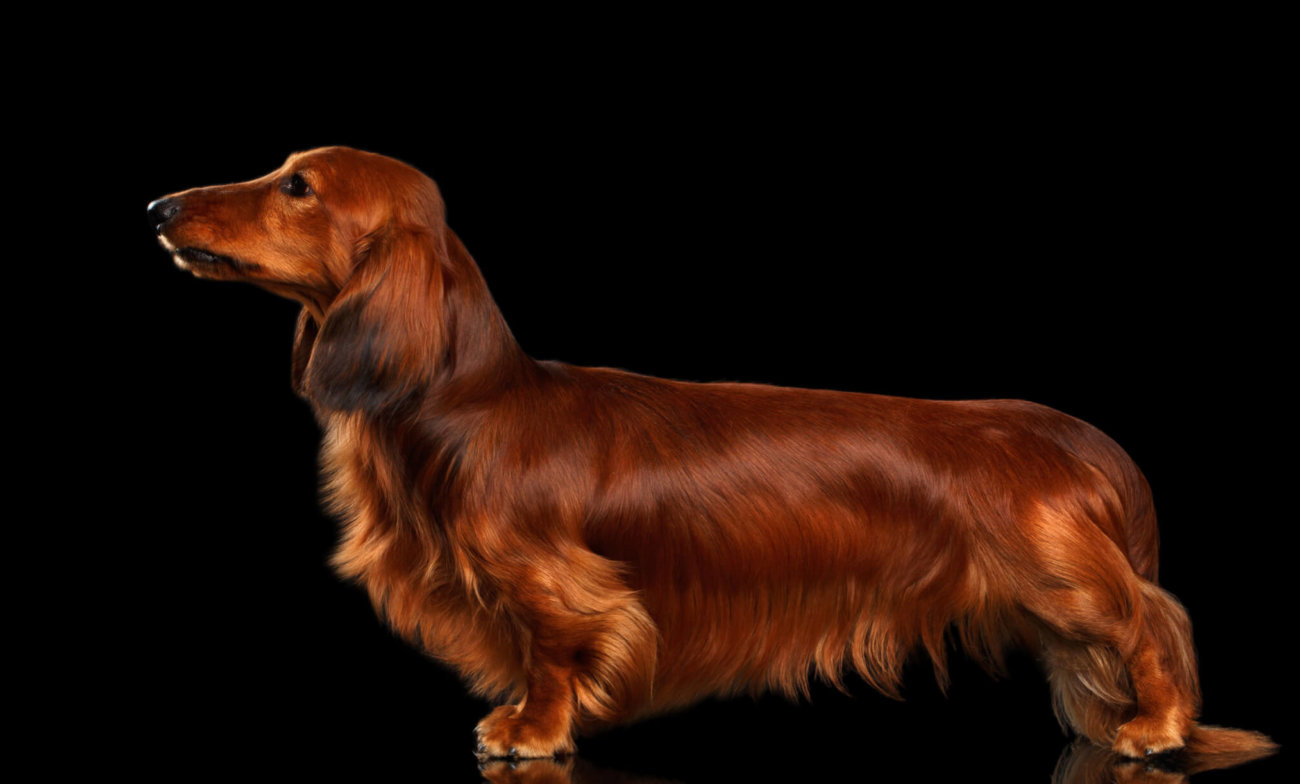 ダックスフンド,基本情報