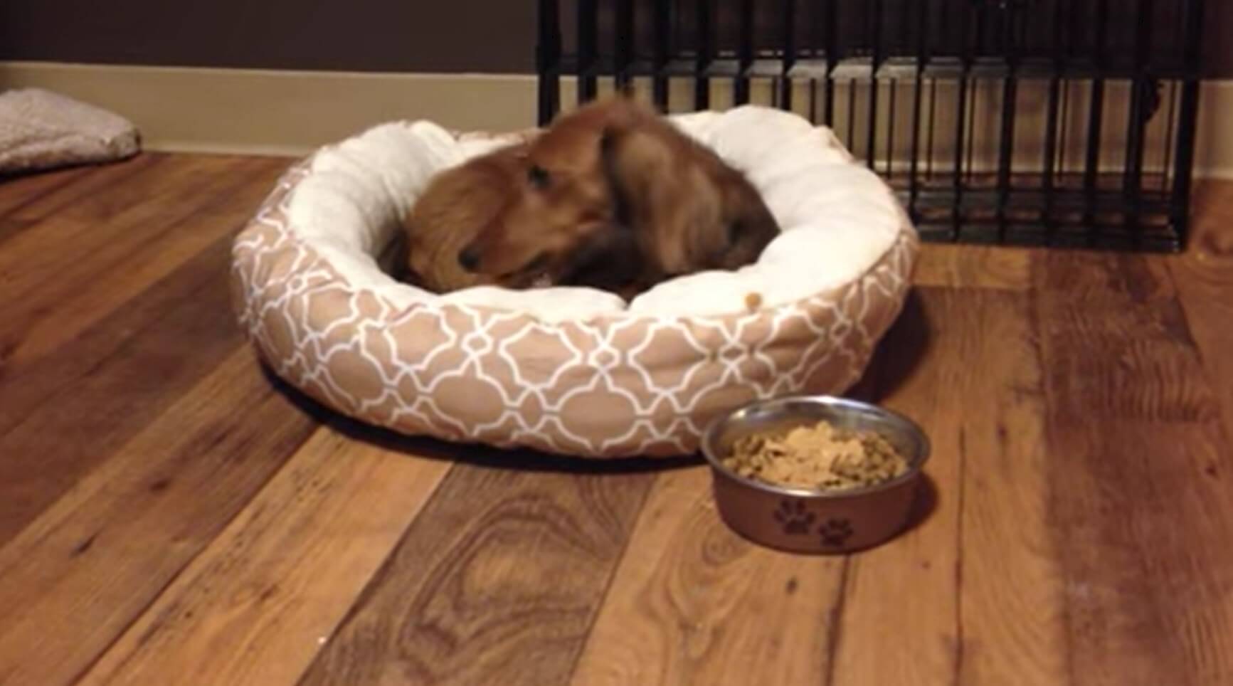 ダックスフンド,動画