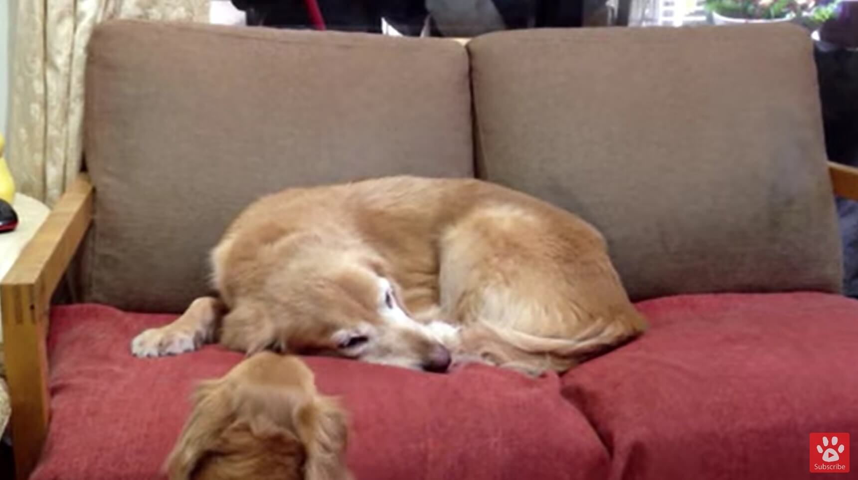 ダックスフンド,動画