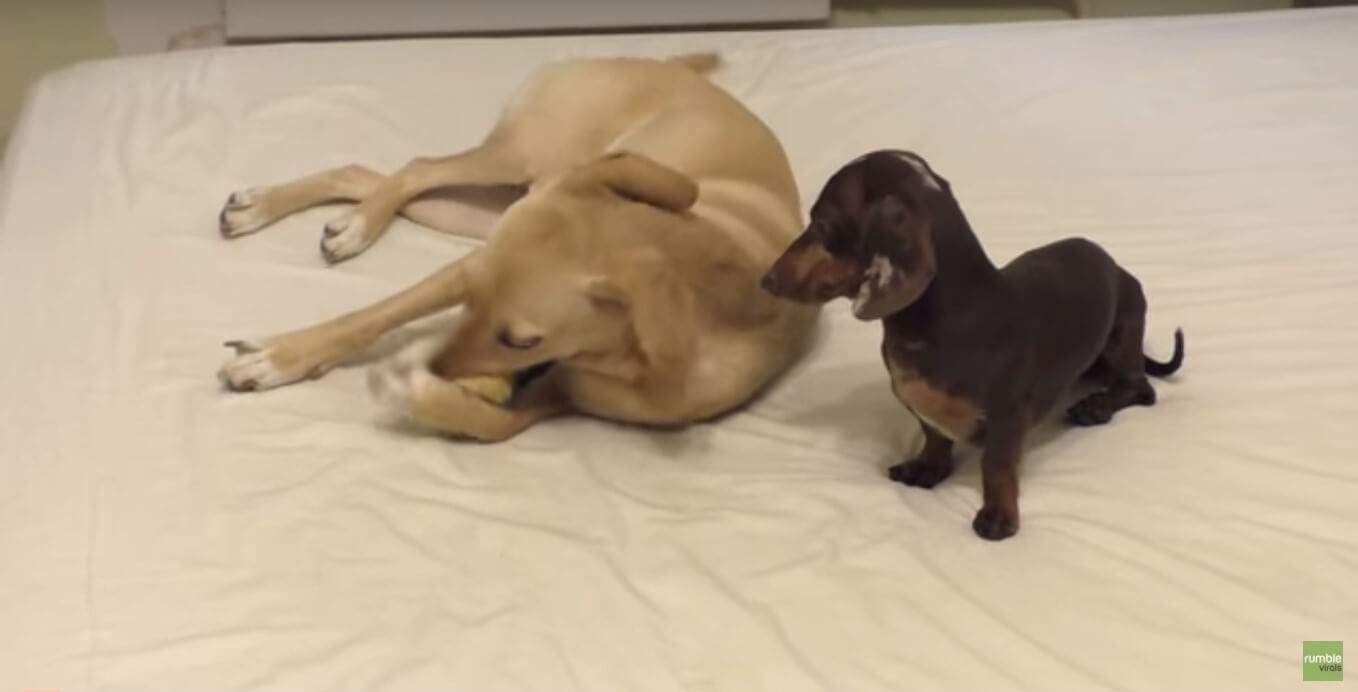 ダックスフンド,動画