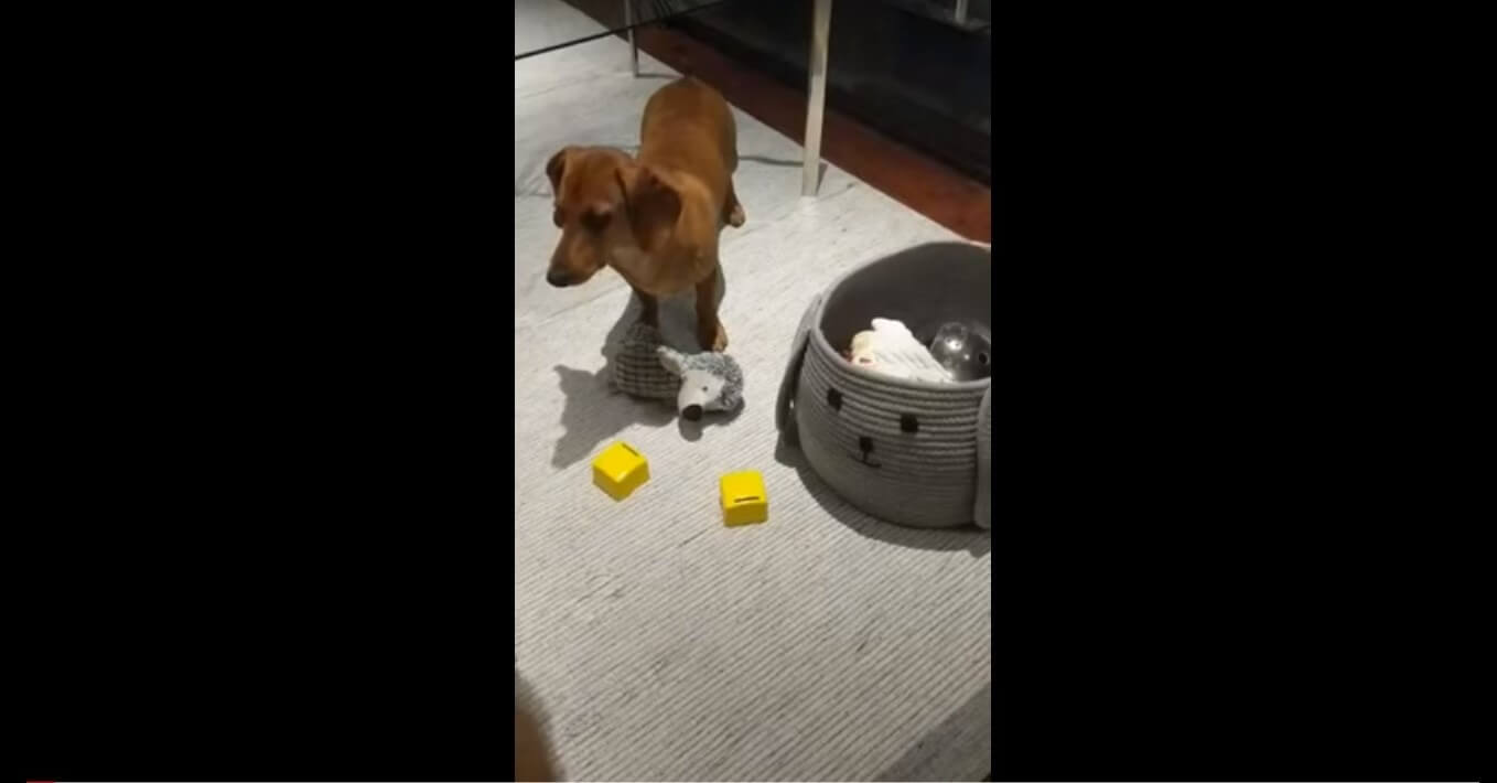 ダックスフンド,動画