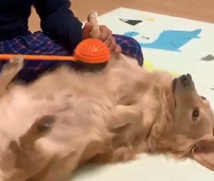 ダックスフンド,動画