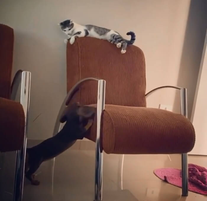 ダックスフンド,動画