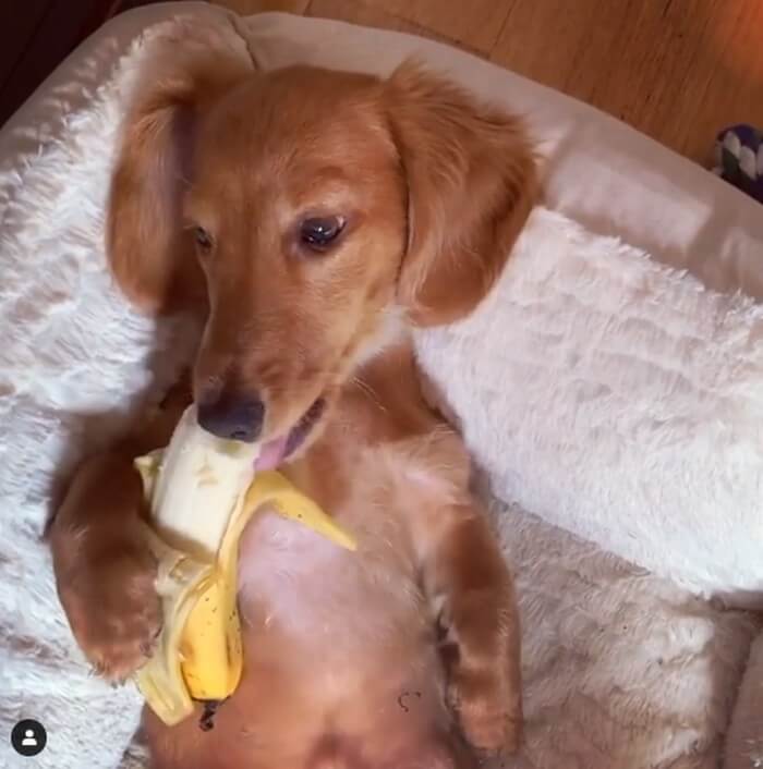 ダックスフンド,動画