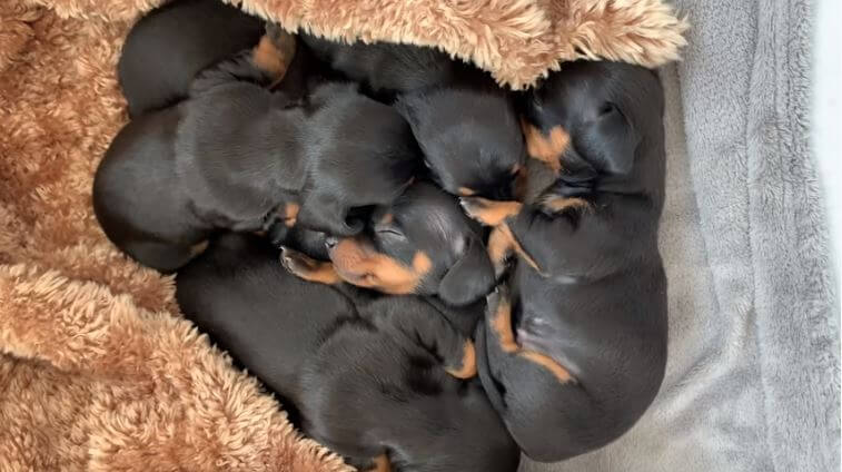 ダックスフンド,動画