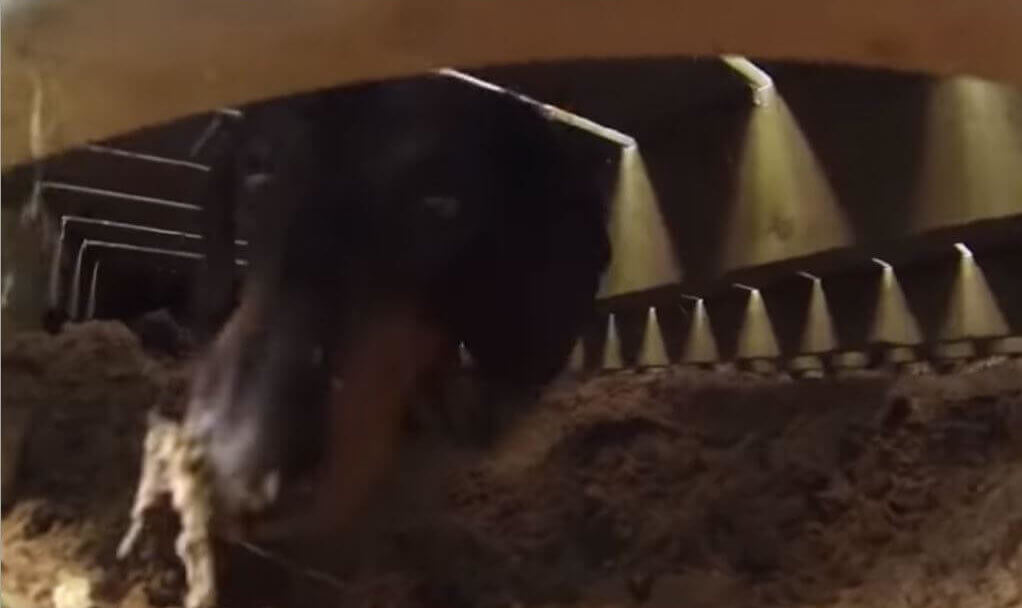 ダックスフンド,動画