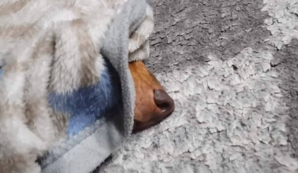 ダックスフンド,動画