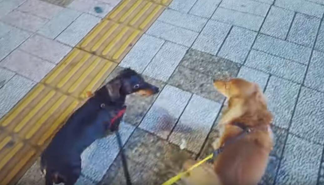 ダックスフンド,動画