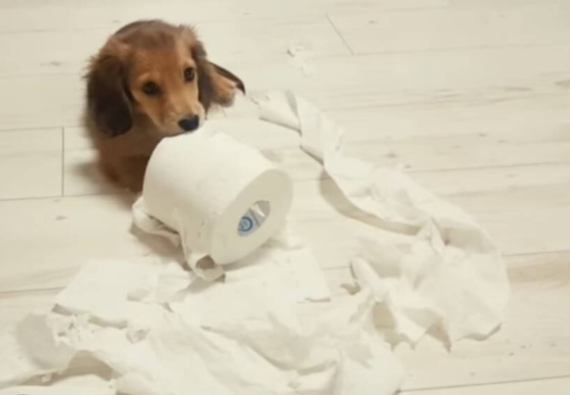 ダックスフンド,動画