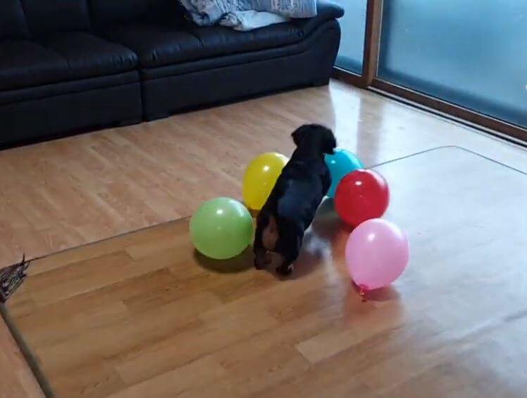 ダックスフンド,動画