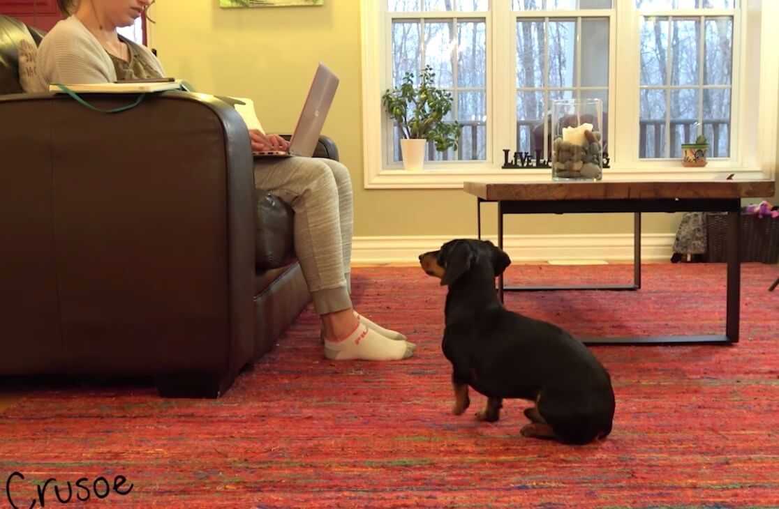 ダックスフンド,動画