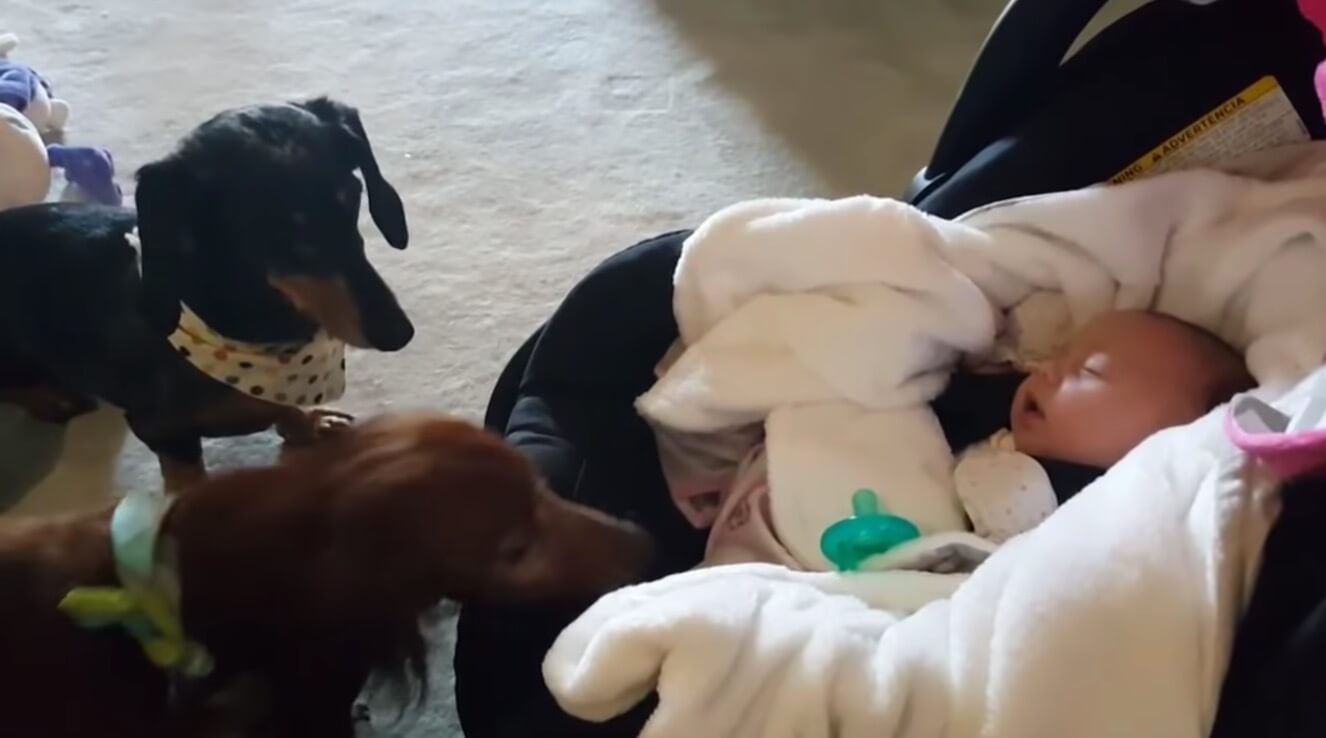 ダックスフンド,動画