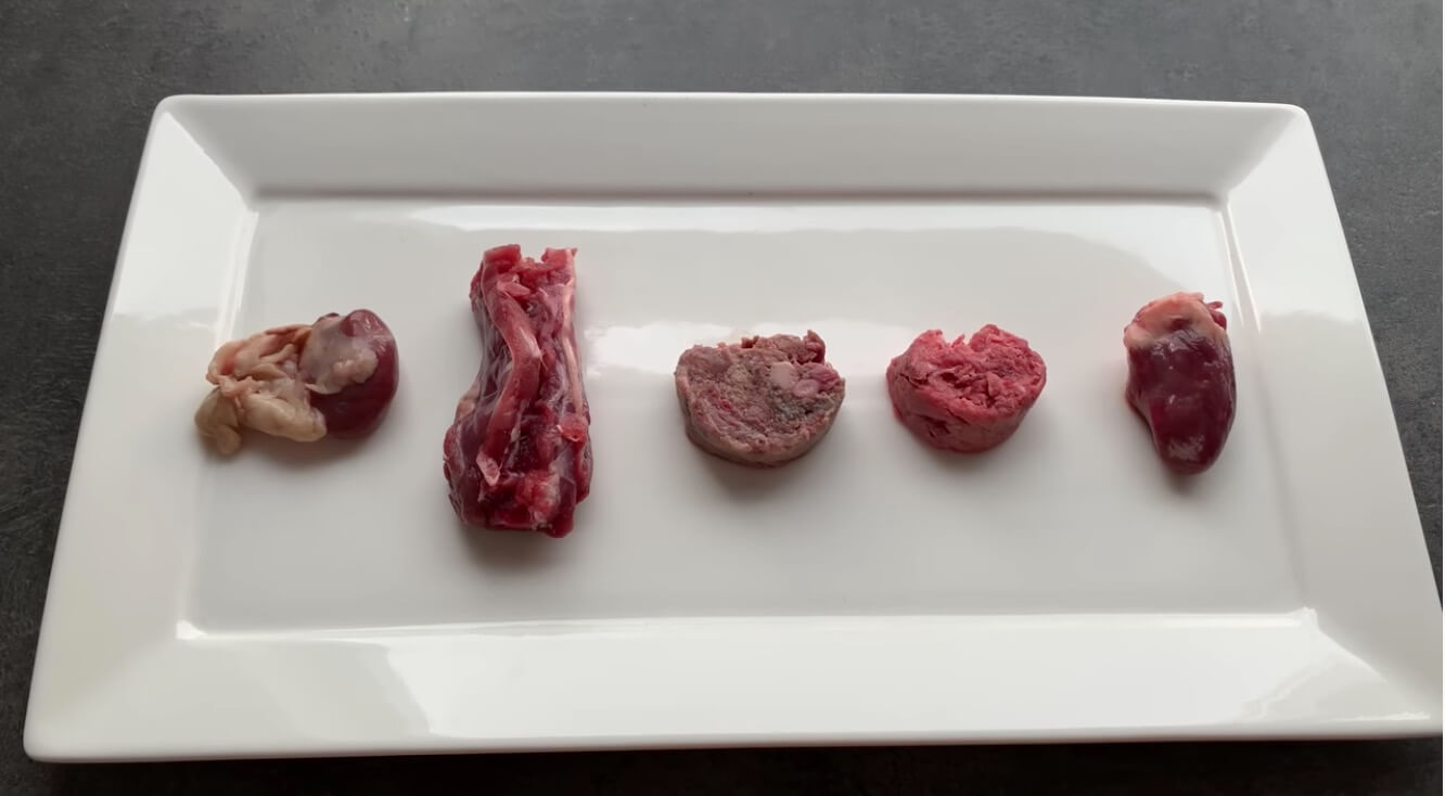 ダックスフンド,動画