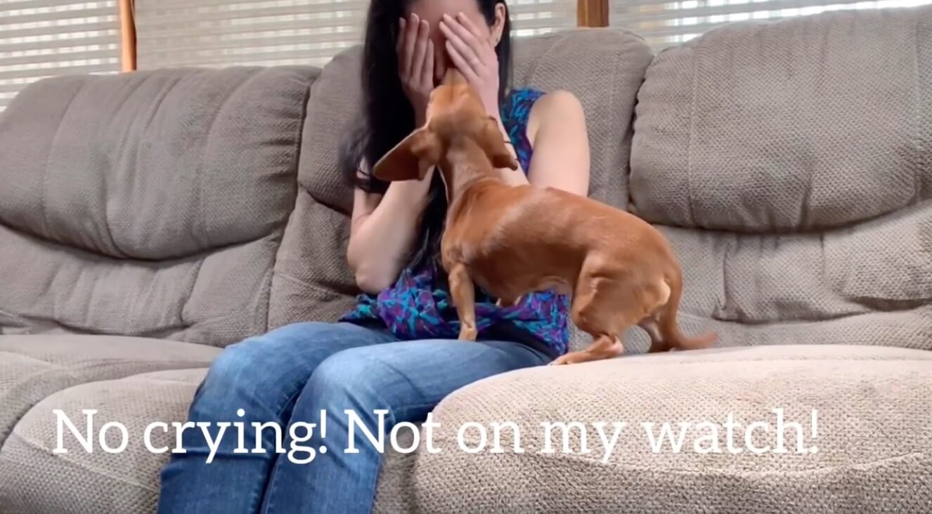 ダックスフンド,動画